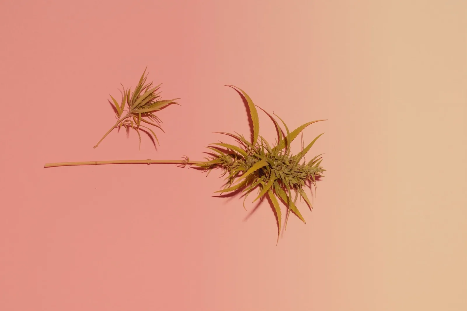 A dried cannabis leaf on a coral-to-rose gradient